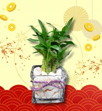 富貴竹筏水培)