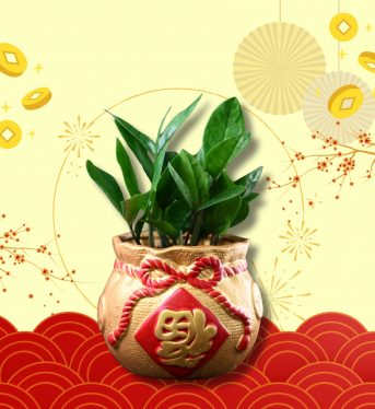 金錢樹 (2)