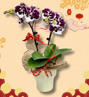 馬到功成 中國 (2)